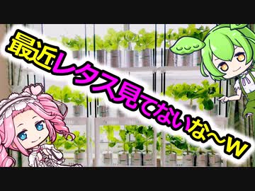 最近レタスみてないな～ｗ