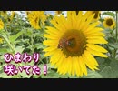 ひまわり咲いてた！　Sunflowers were in bloom