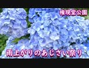 雨上がりのあじさい祭り　権現堂公園　　Hydrangea festival after the rain