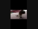 何かを話し合っている野良猫をモフってみた#Shorts【野良猫】【感動猫】