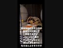 【 #フクロモモンガ 】僕たちのご飯美味しいよ？ #おはモモンガ #蜜袋鼯 #슈가글라이더 #フクモモ #sugerglider #shorts