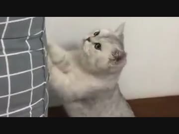 ホモと見る　バレないように触りたかった猫さん