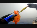 中深場ジギングで美味しい高級魚を釣って食べる