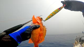 中深場ジギングで美味しい高級魚を釣って食べる