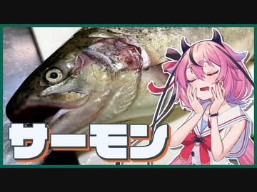 鳴花ヒメはうめぇの精霊「自分で捌いたサーモン丼」【鳴花ヒメ】