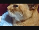 拾いねこ＠生後3665/3632日目　今日ものー匠さん。