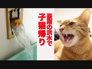 豪雨の洪水に怯えるベテラン子猫、さらに子猫返りする