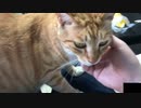 足を踏み外す猫
