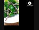 きゅうりに肉厚とろける塩昆布いそ松葉相性抜群ピンチですきゅうりにたった違った窮地にたった