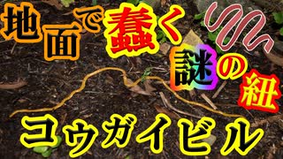 【ゆっくり解説】謎のヒモ状生物！　コウガイビルを解説