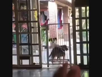 ホモと見る　仲間に柵の乗り越え方を指導する犬