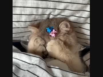 ホモと見る　朝に弱いタイプの猫さん