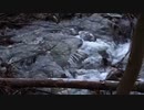 福本琢