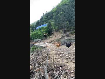 ホモと見る　ゼルダの伝説の鶏