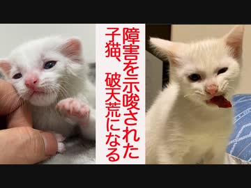 障害を示唆された保護子猫、独り立ちして見違える