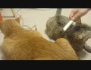 拾いねこ＠生後3666/3633日目　匠さんお腹が鳴る。