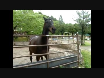 シンボリルドルフと見る虚弱体質秘密兵器 ツルマルツヨシ