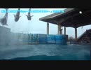 【新江ノ島水族館】Wave～きみの波になりたい～【イルカショー】