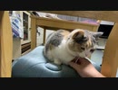 猫のニャルソックはこんな感じ！