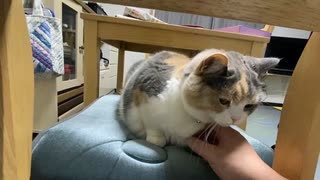 猫のニャルソックはこんな感じ！