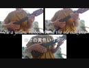 「幸せの黄色いリボン」ウクレレアンサンブル
