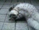 ネコがくねくね