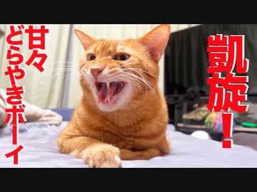 どらやきボーイ猫、居間に凱旋を果たす