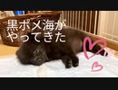 【子犬】黒ポメラニアンの海ちゃんがやってきた！【1日目】