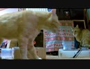 盗っ人猫急接近