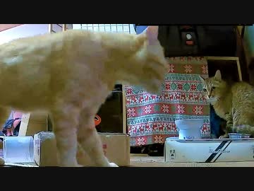 盗っ人猫急接近