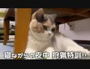 夜遊び好きな猫。
