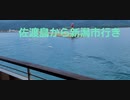新潟県佐渡島でカモメに煮干しあげてみた！