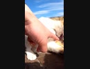 野良猫にちょっかい出すぼっちなおっさん#Shorts【野良猫】【感動猫】