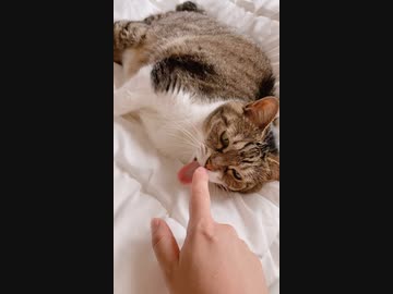 指で水を飲むのが好きなネコ
