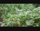 レイングリーン / nashinone feat. 可不