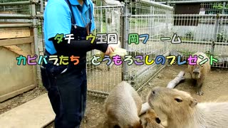 ダチョウ王国石岡ファームのトウモロコシまつり