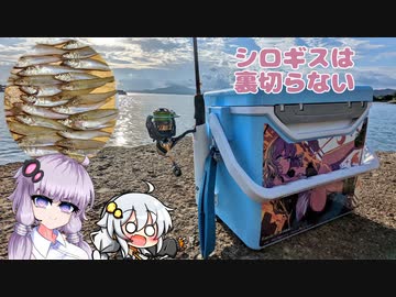 【VOICEROIDフィッシング】シロギスに癒してもらうつもりが…【チョイ投げ】
