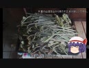 ゆっくり農民190ワラビを育ててみませんか？＃3