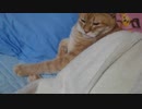 拾いねこ＠生後3668/3635日目　暑いなかおふとぅんなアコさん。