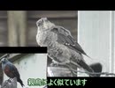身近な野鳥を眺めるだけ(7月)
