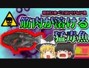【2012年長崎】絶対に食べてはいけない「筋肉が溶ける猛毒魚」【ゆっくり解説】