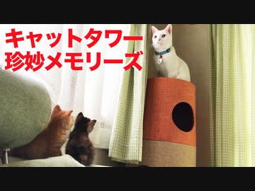 珍妙ネコチャンズ、歴代キャットタワーで珍プレイの思い出