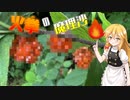 【ゆっくり実況】ゆっくりは道路脇に生えてる「悪魔の実」みたいな果実でジャムを作ります【ゆっくり料理】