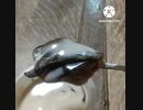 コーヒーゼリーに肉厚とろける塩昆布いそ松葉あうよ水不足原因はなに コーヒーゼリー違ったそう日照り