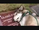 ホモと見る　飼い主のお墓で泣く犬