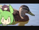 きりたんとずんだもんのマガモの群れ実況