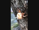 セミの抜け殻