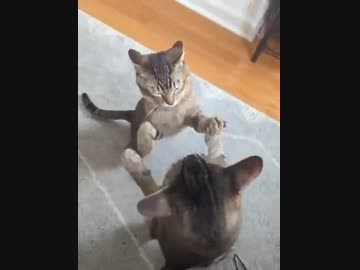 壮絶なキャットファイト