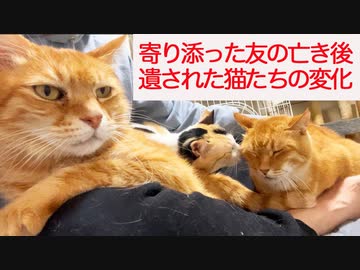 猫に愛されたボス猫、その他界後に遺された猫たちの変化