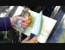 【ぴ】愛情たっぷり育てたウズラを食べる　肉の自給自足